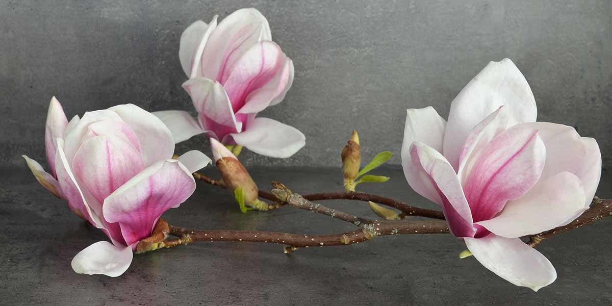 magnolia_Keukenprint_volledig