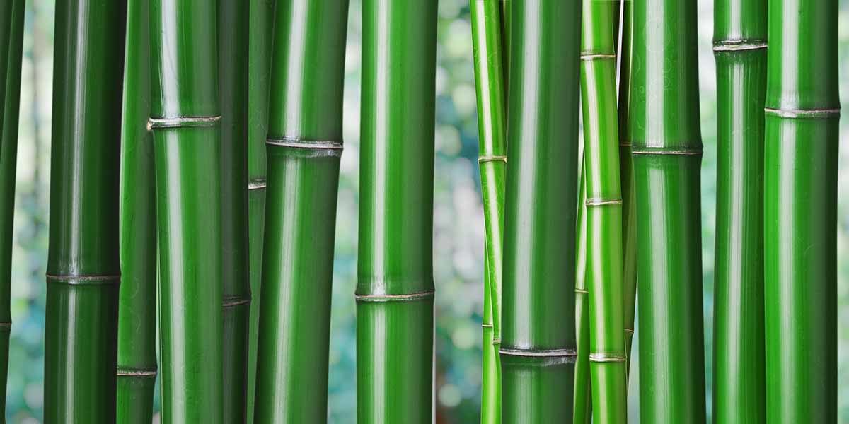bamboo-nature-keukenprint-volledig